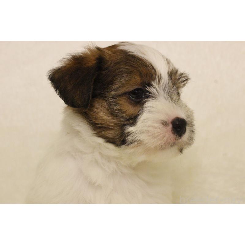 販売中の和歌山県のジャックラッセルテリア-442106の8枚目