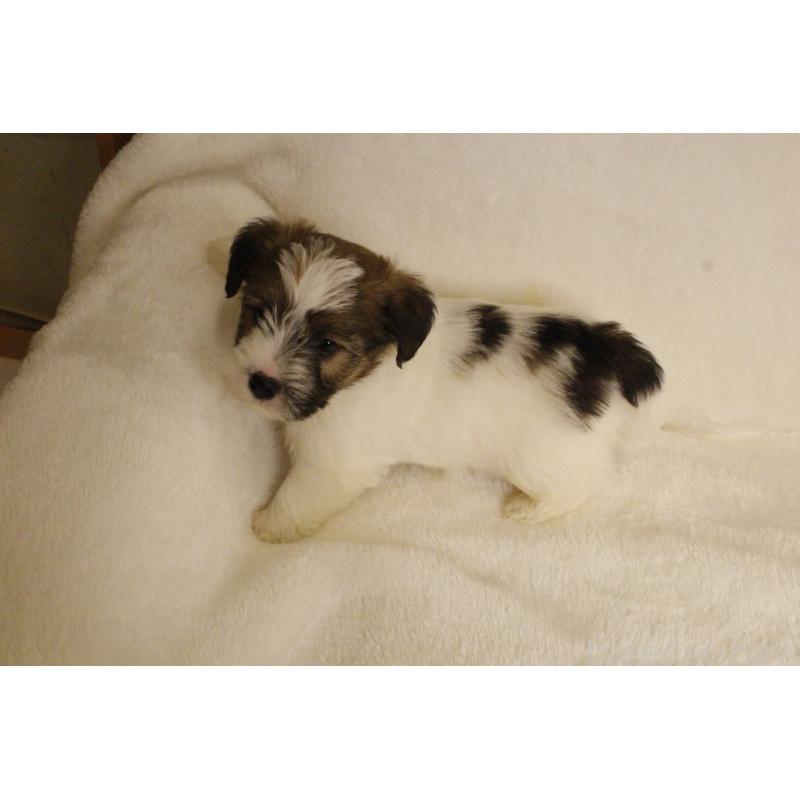 販売中の和歌山県のジャックラッセルテリア-442106の6枚目