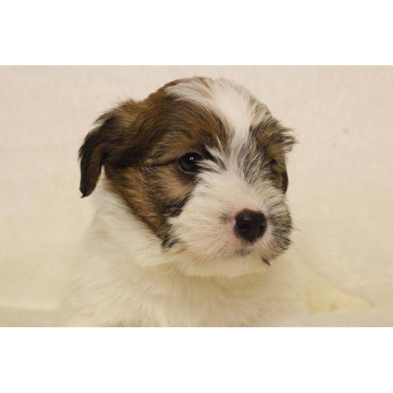 販売中の和歌山県のジャックラッセルテリア-442106の5枚目