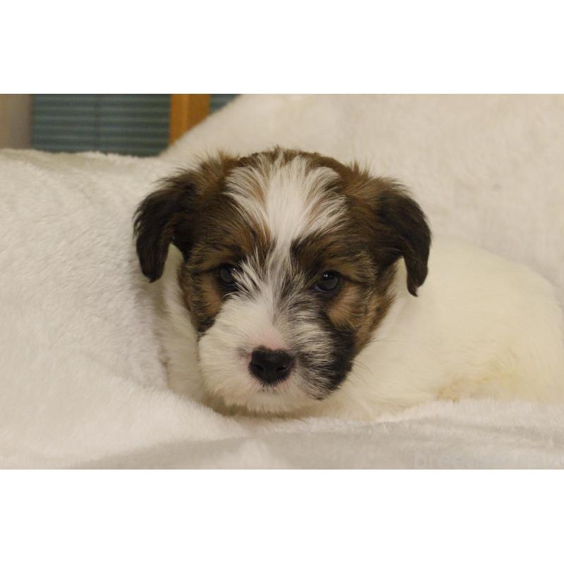 販売中の和歌山県のジャックラッセルテリア-442106の4枚目