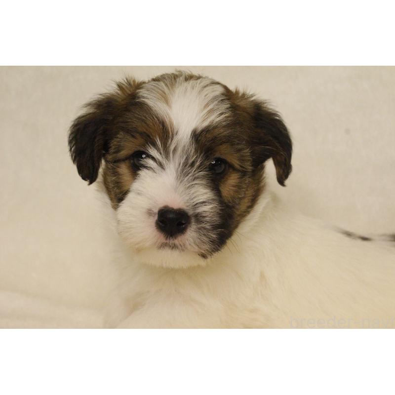 販売中の和歌山県のジャックラッセルテリア-442106の3枚目