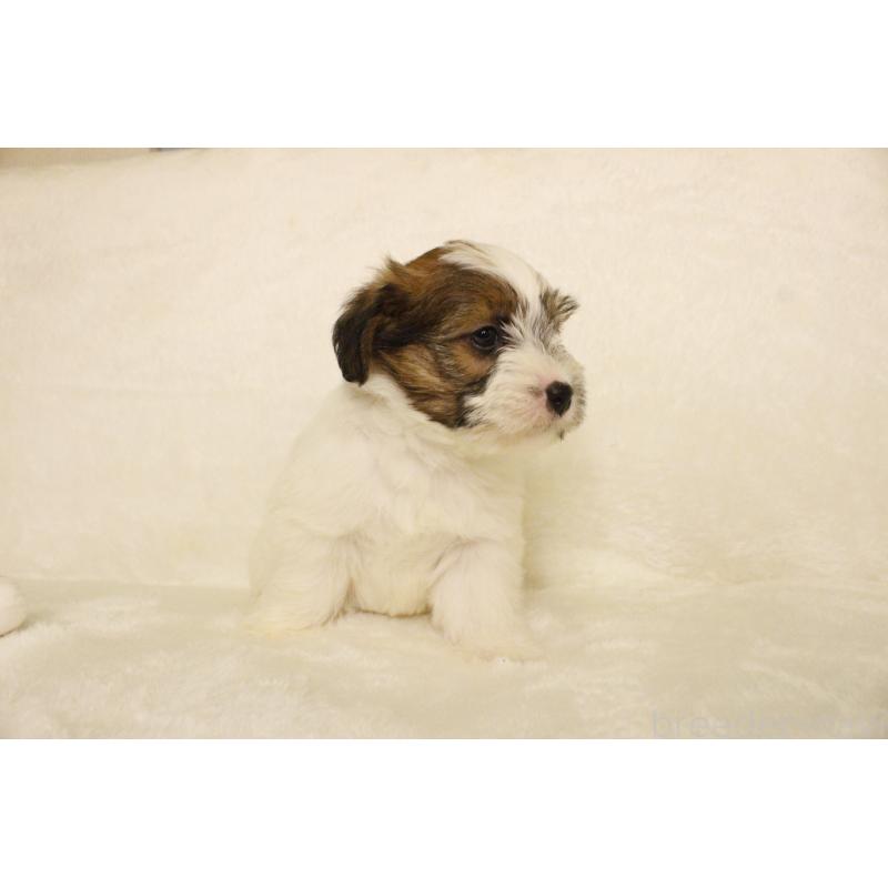 販売中の和歌山県のジャックラッセルテリア-442106の2枚目