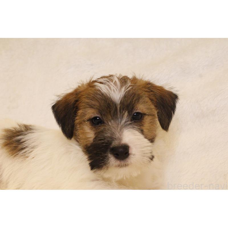 販売中の和歌山県のジャックラッセルテリア-442107の10枚目