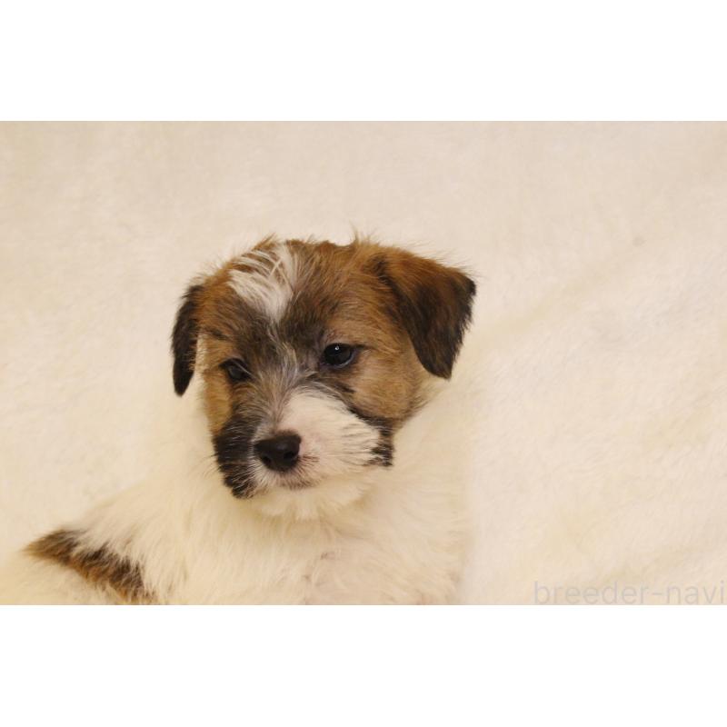 販売中の和歌山県のジャックラッセルテリア-442107の9枚目