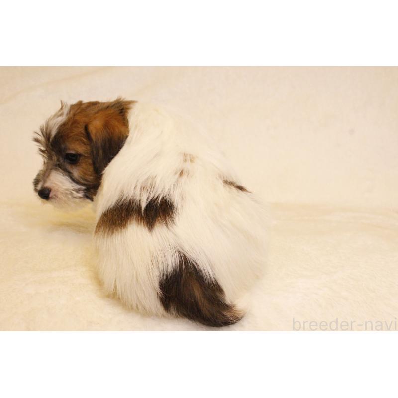 販売中の和歌山県のジャックラッセルテリア-442107の8枚目