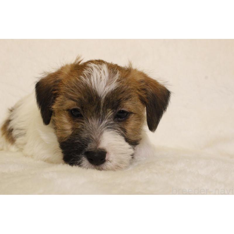 販売中の和歌山県のジャックラッセルテリア-442107の7枚目