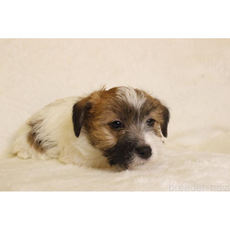 販売中の和歌山県のジャックラッセルテリア-442107の6枚目