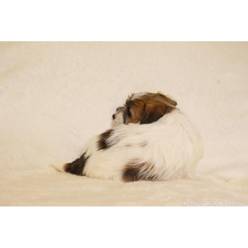 販売中の和歌山県のジャックラッセルテリア-442107の5枚目