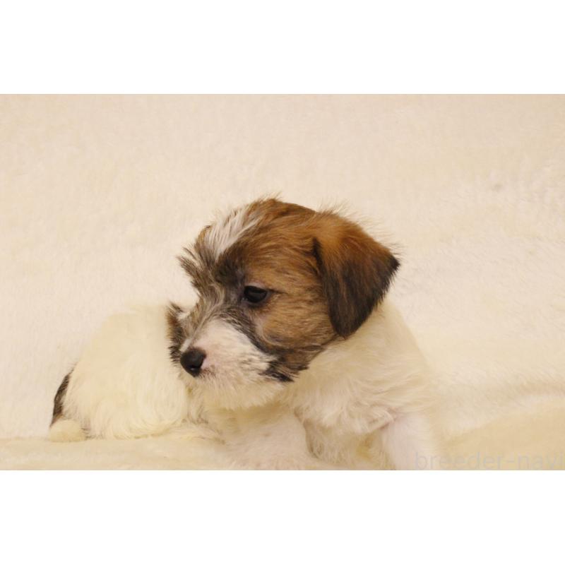 販売中の和歌山県のジャックラッセルテリア-442107の4枚目