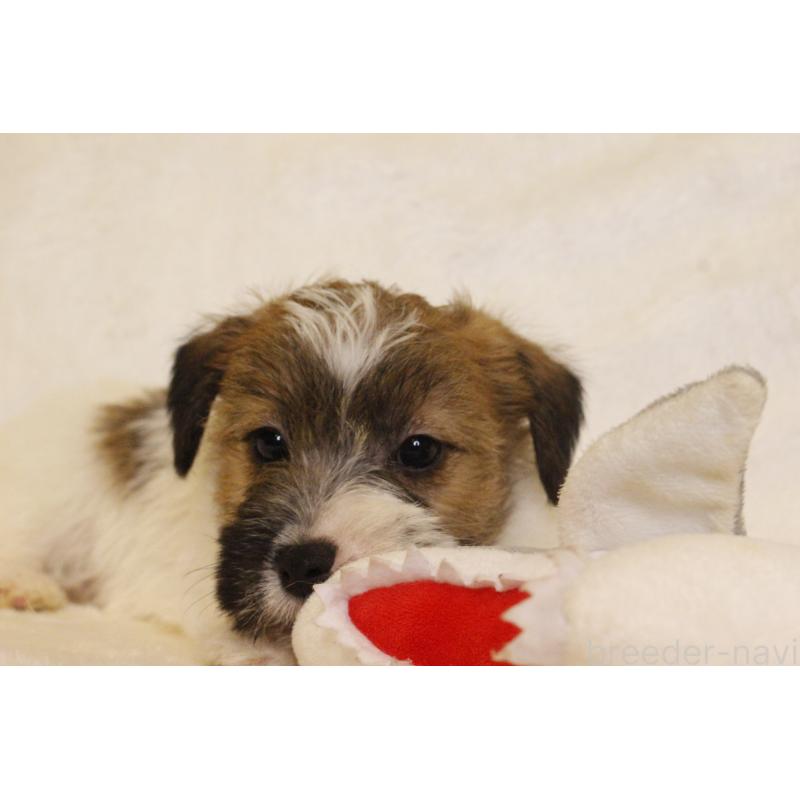 販売中の和歌山県のジャックラッセルテリア-442107の3枚目