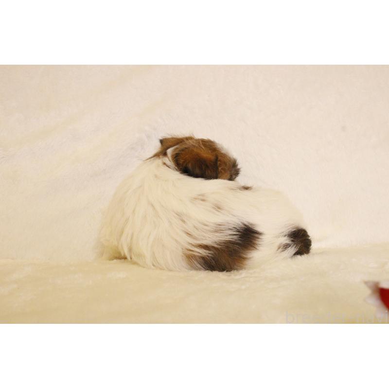 販売中の和歌山県のジャックラッセルテリア-442107の2枚目