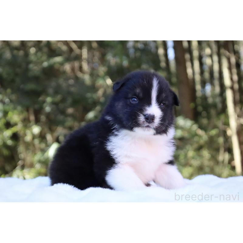 販売中の栃木県のオーストラリアンシェパード-442108の2枚目