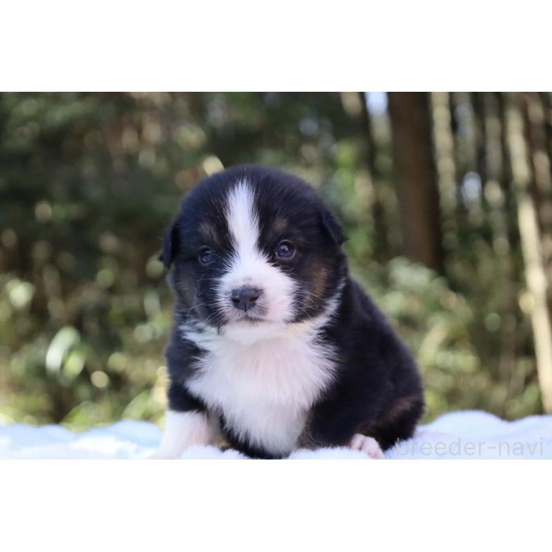 販売中の栃木県のオーストラリアンシェパード-442110の17枚目