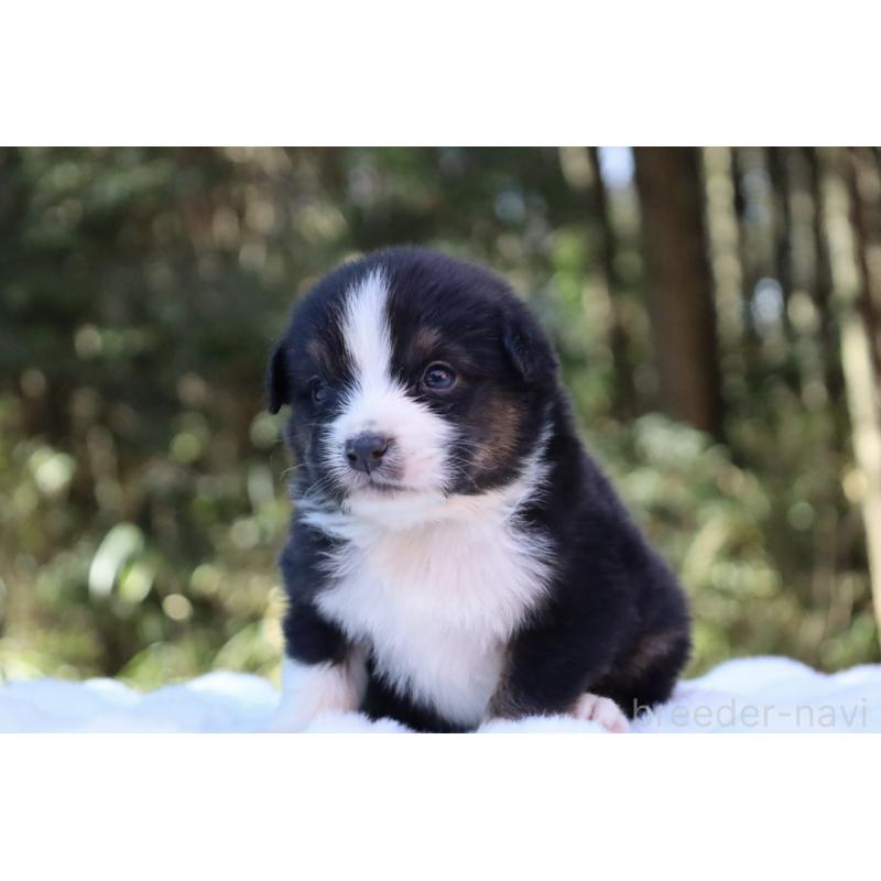 販売中の栃木県のオーストラリアンシェパード-442110の16枚目