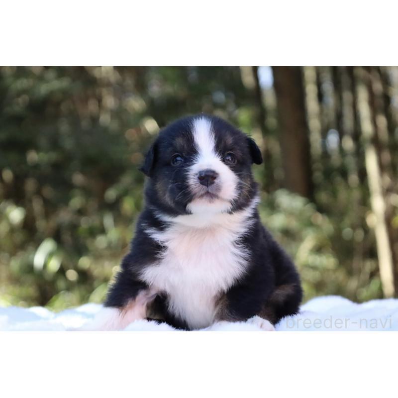 販売中の栃木県のオーストラリアンシェパード-442110の14枚目