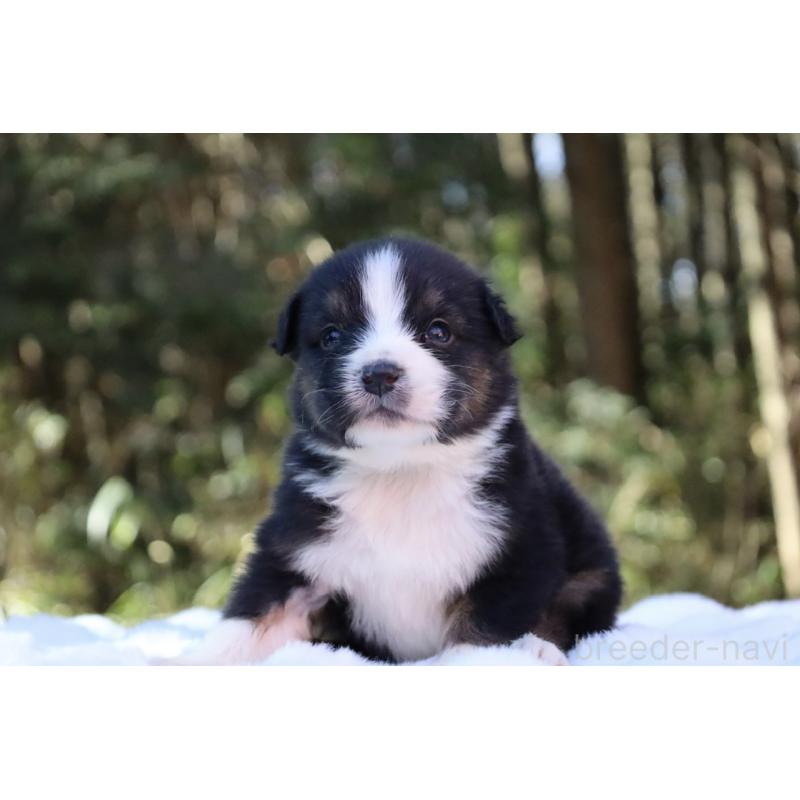 販売中の栃木県のオーストラリアンシェパード-442110の13枚目