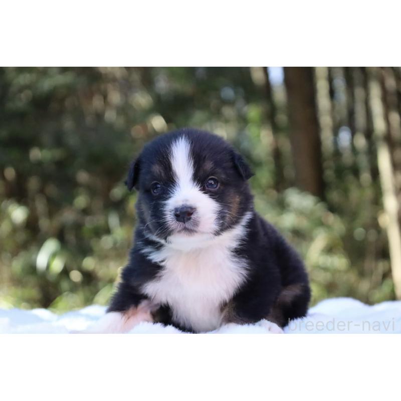 販売中の栃木県のオーストラリアンシェパード-442110の12枚目