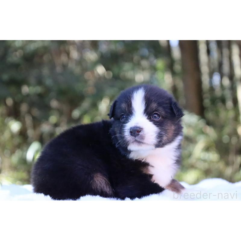 販売中の栃木県のオーストラリアンシェパード-442110の11枚目