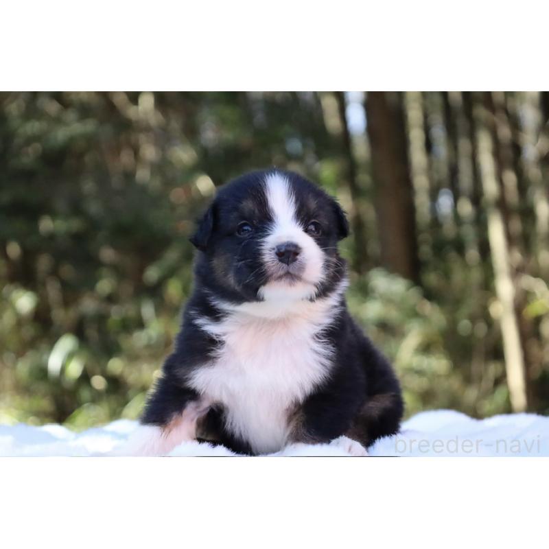 販売中の栃木県のオーストラリアンシェパード-442110の9枚目