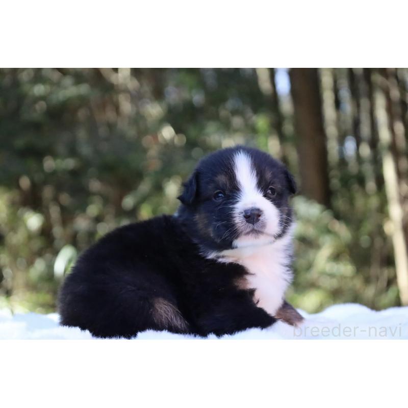 販売中の栃木県のオーストラリアンシェパード-442110の8枚目