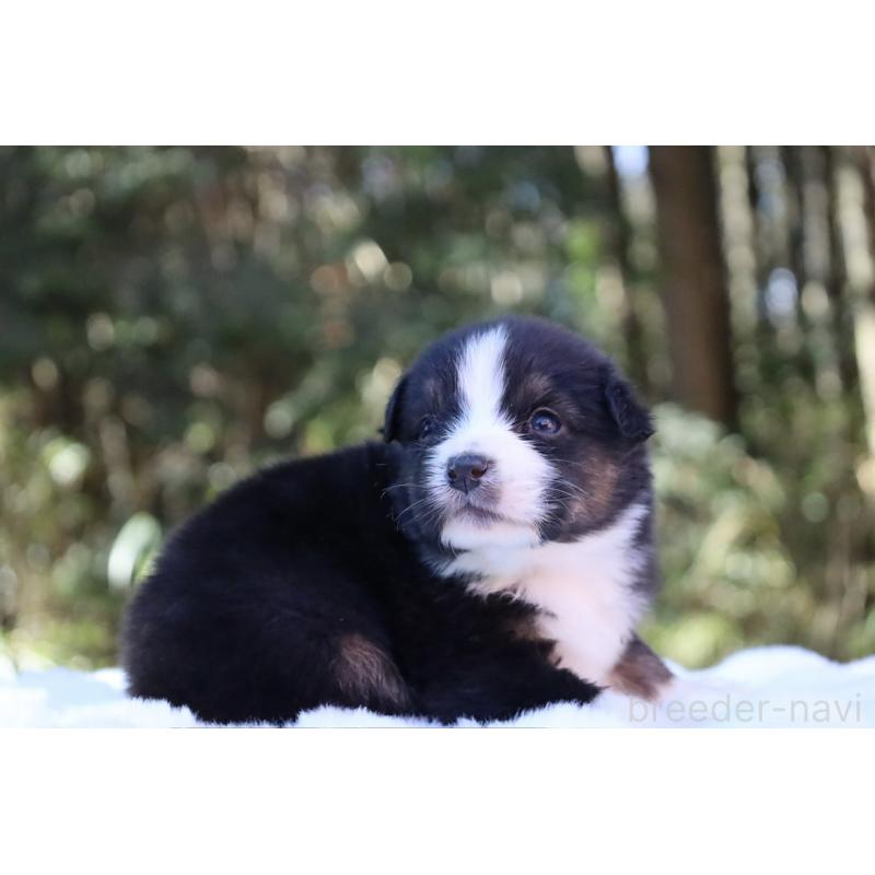 販売中の栃木県のオーストラリアンシェパード-442110の7枚目