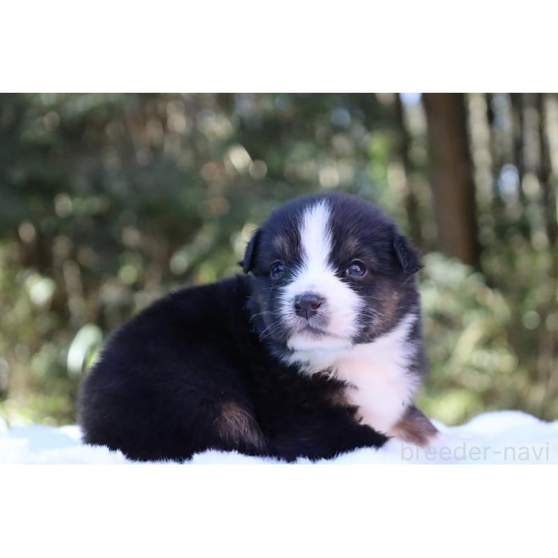 販売中の栃木県のオーストラリアンシェパード-442110の6枚目