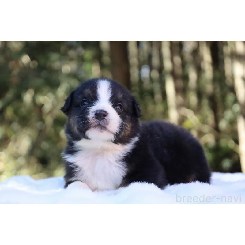 販売中の栃木県のオーストラリアンシェパード-442110の5枚目