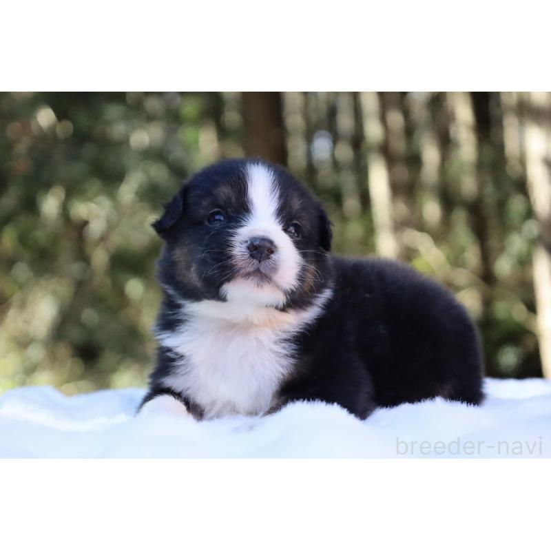 販売中の栃木県のオーストラリアンシェパード-442110の4枚目