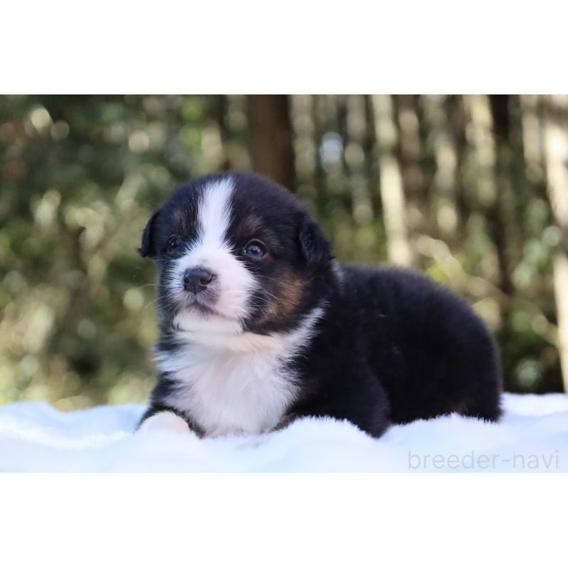 販売中の栃木県のオーストラリアンシェパード-442110の3枚目