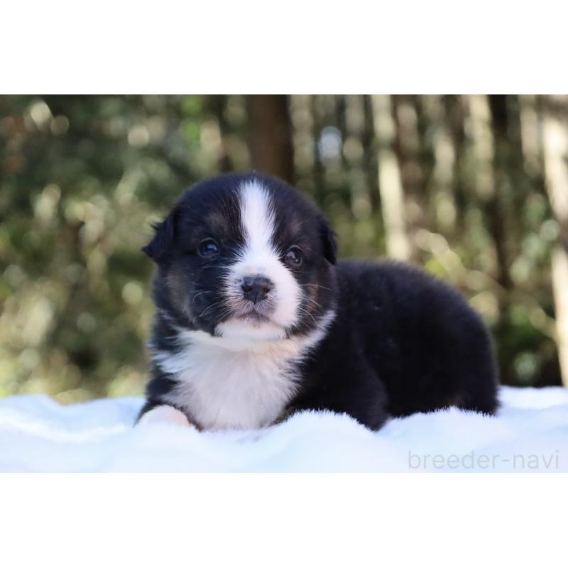 販売中の栃木県のオーストラリアンシェパード-442110の2枚目