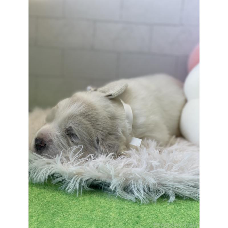 販売中の千葉県のグレートピレニーズ-442118の4枚目