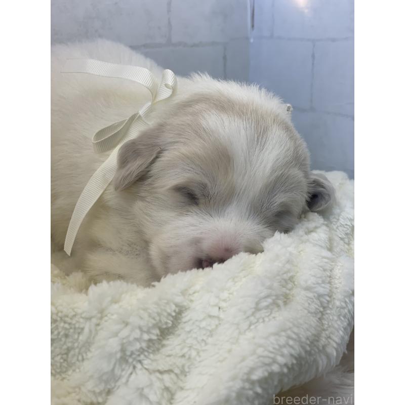 販売中の千葉県のグレートピレニーズ-442118の3枚目