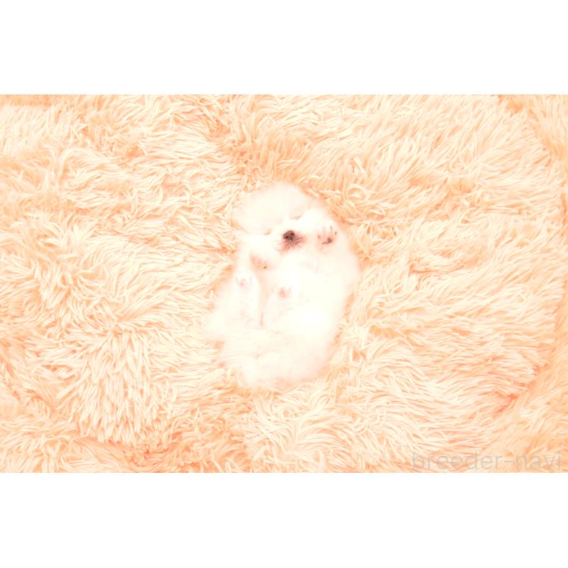 成約済の茨城県のポメラニアン-440160の8枚目