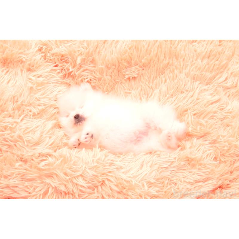 成約済の茨城県のポメラニアン-440160の7枚目