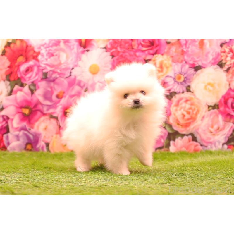 成約済の茨城県のポメラニアン-440160の6枚目