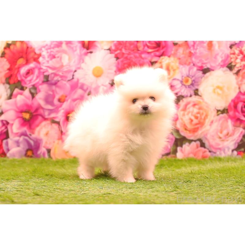 成約済の茨城県のポメラニアン-440160の5枚目