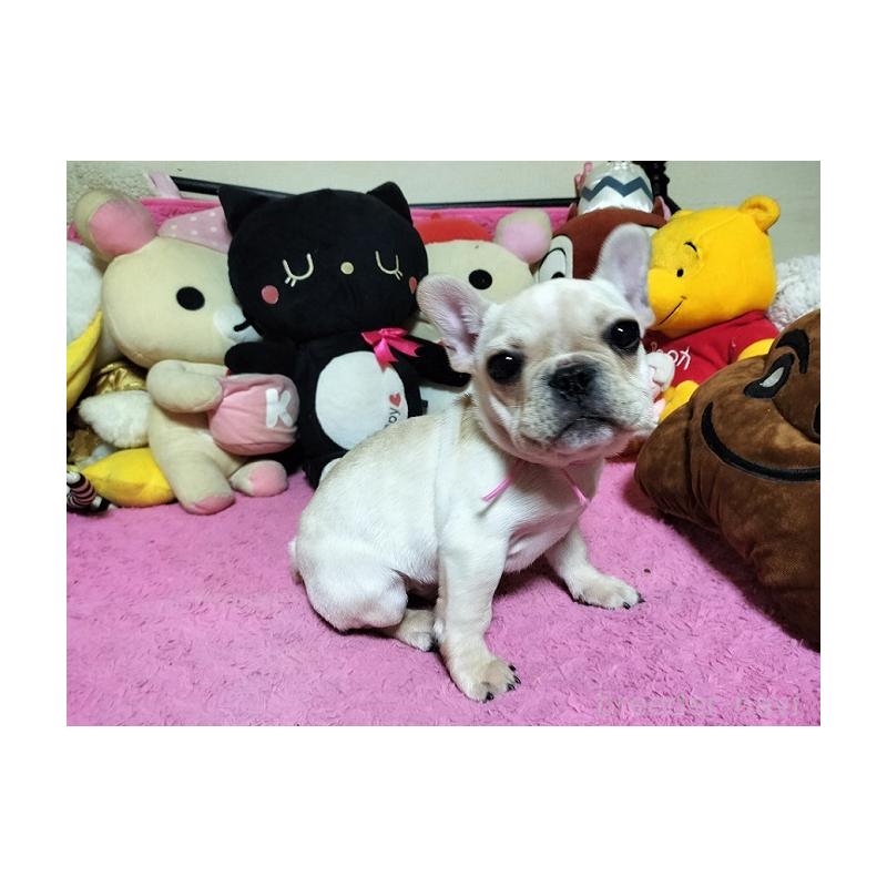 販売中の群馬県のフレンチブルドッグ-442712の5枚目