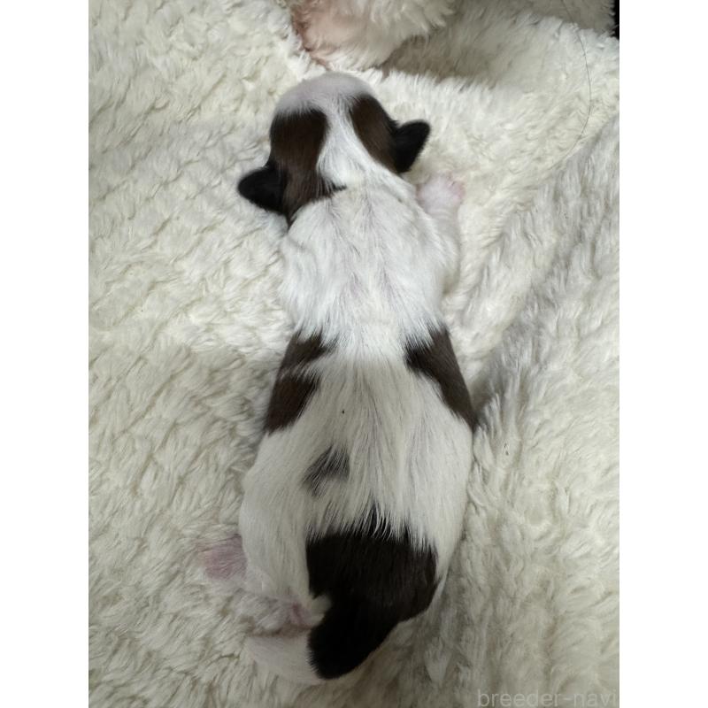 販売中の大阪府のシーズー-442117の3枚目