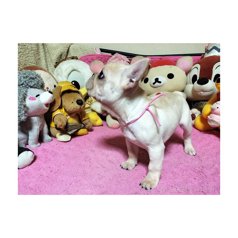 販売中の群馬県のフレンチブルドッグ-442712の3枚目