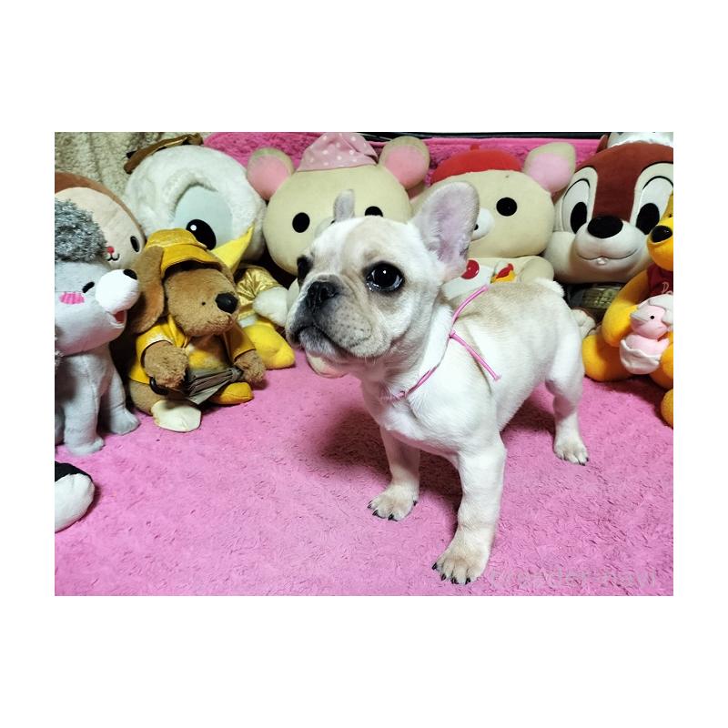 販売中の群馬県のフレンチブルドッグ-442712の2枚目
