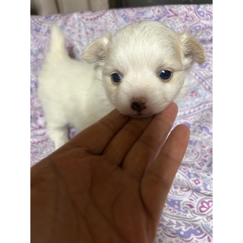 販売中の愛知県のポメチワ:ポメラニアン×チワワ-442115の1枚目