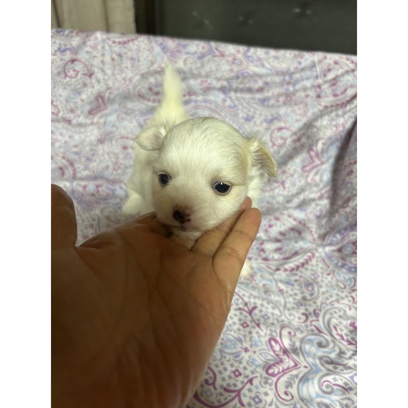 販売中の愛知県のポメチワ:ポメラニアン×チワワ-442115の4枚目