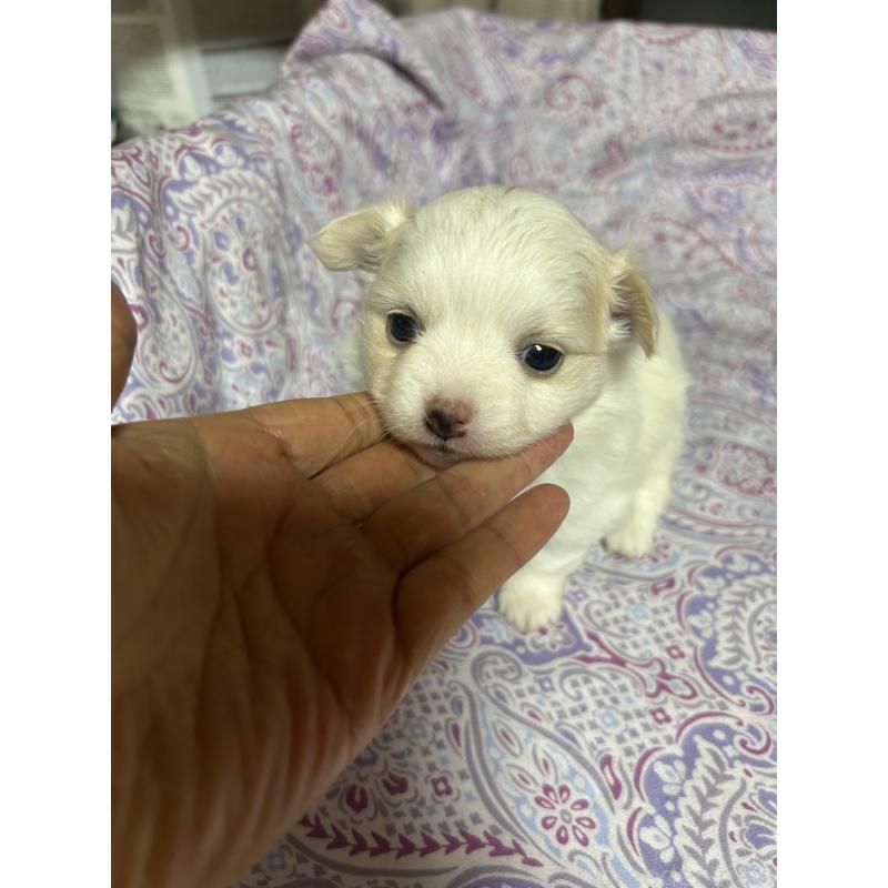 販売中の愛知県のポメチワ:ポメラニアン×チワワ-442115の2枚目
