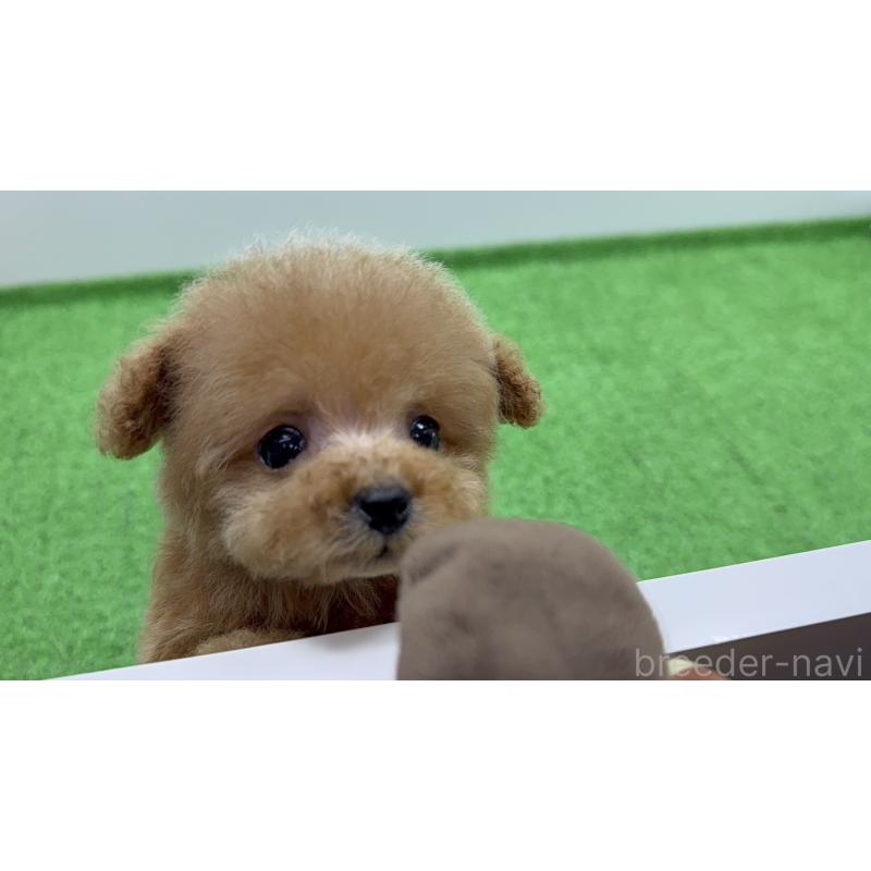 販売中の東京都のティーカッププードル-442116の9枚目