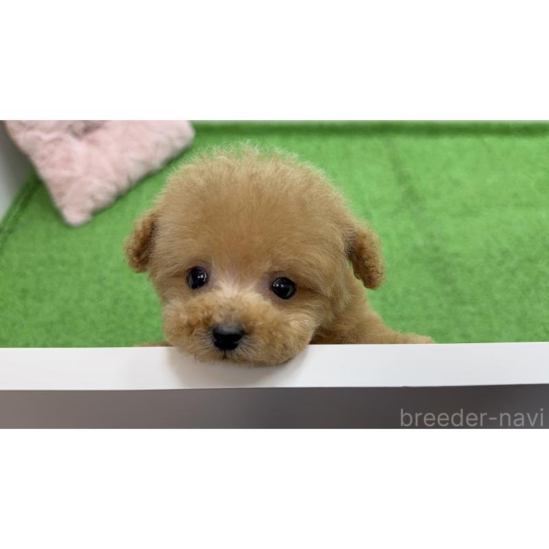 販売中の東京都のティーカッププードル-442116の8枚目