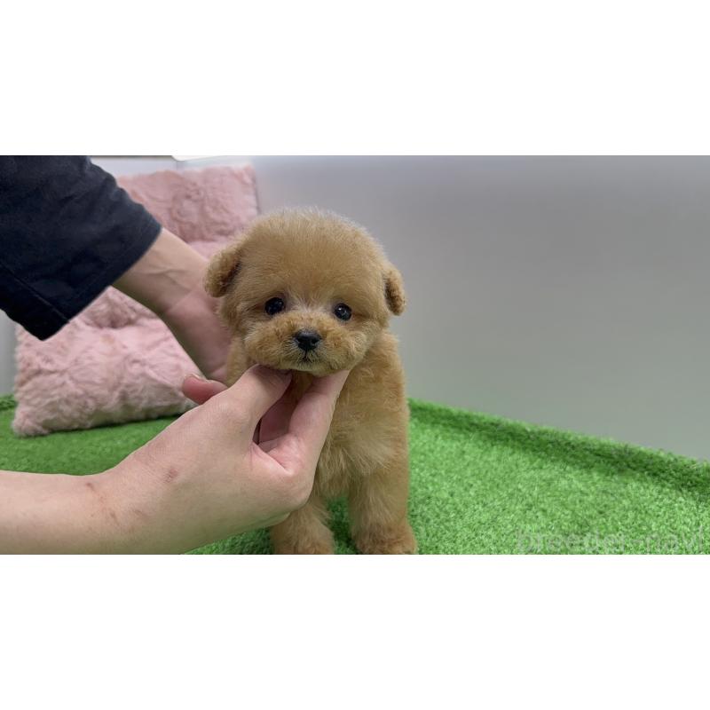 販売中の東京都のティーカッププードル-442116の7枚目