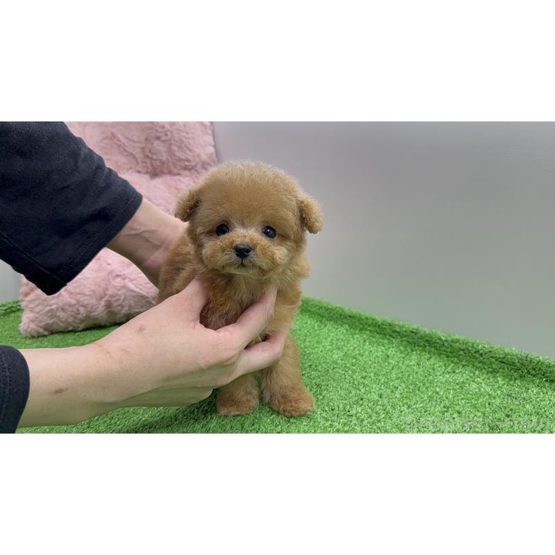 販売中の東京都のティーカッププードル-442116の6枚目