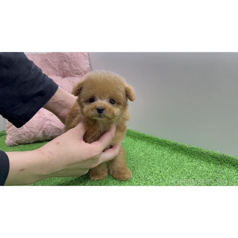 販売中の東京都のティーカッププードル-442116の3枚目