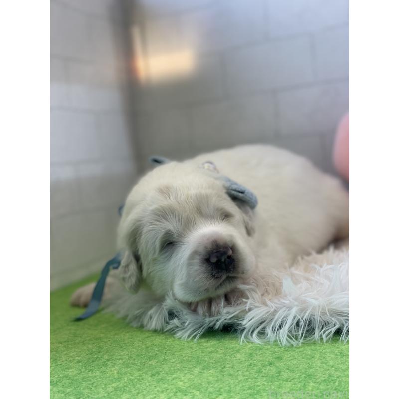 販売中の千葉県のグレートピレニーズ-442119の4枚目