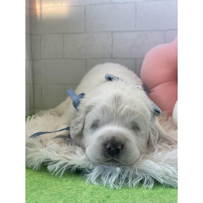 販売中の千葉県のグレートピレニーズ-442119の3枚目